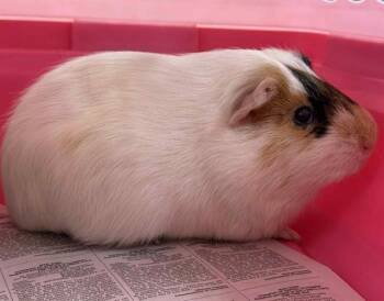 Rescue Guinea Pig Guinea Pigs for Adoption in Colorado Springs, Colorado - PEAR | PetCurious